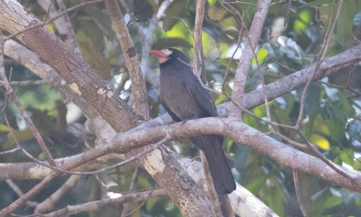 White-fronted Nunbird (White-fronted) - Brian Sullivan