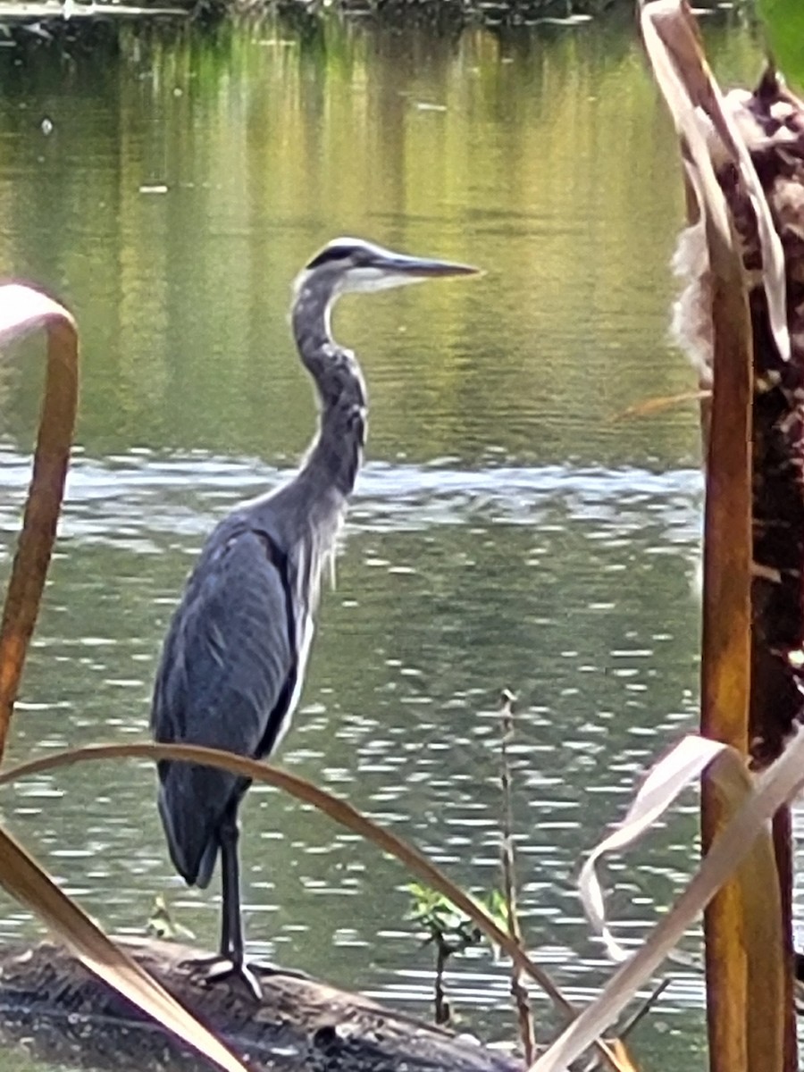 Great Blue Heron - ML609290445