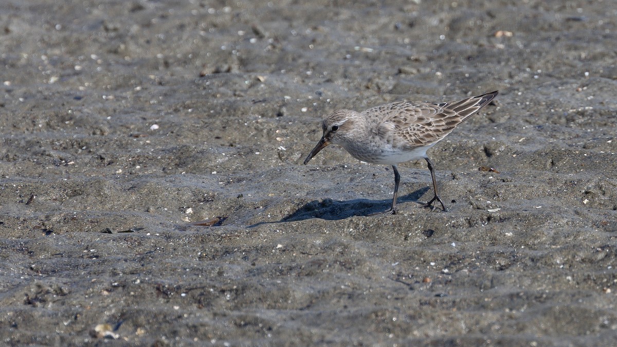 White-rumped Sandpiper - Eric Hynes