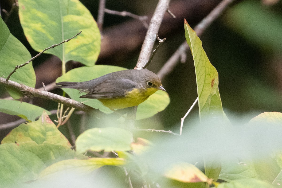 Canada Warbler - Patrick McKenzie