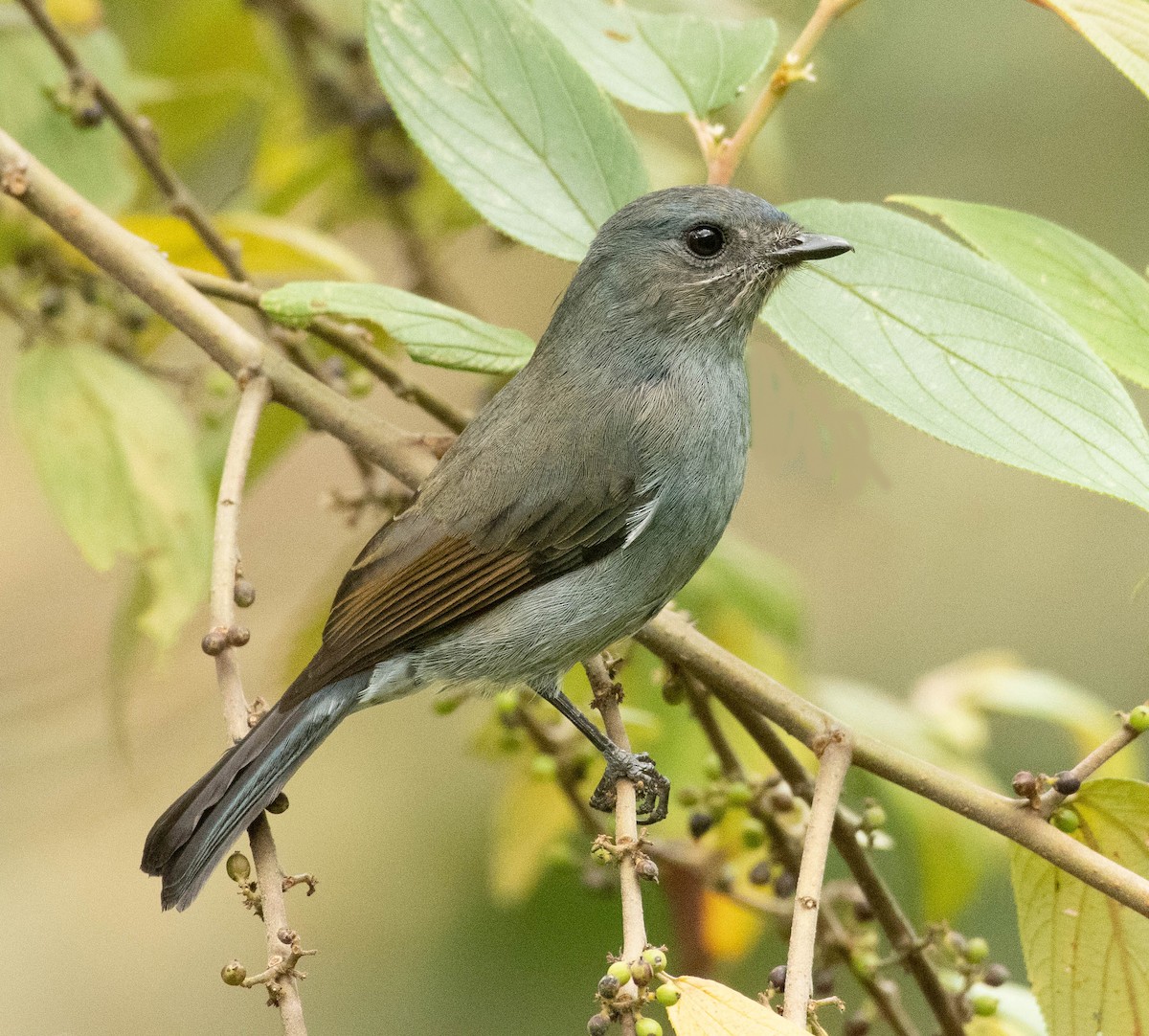 Nilgiri Flycatcher - ML609290476