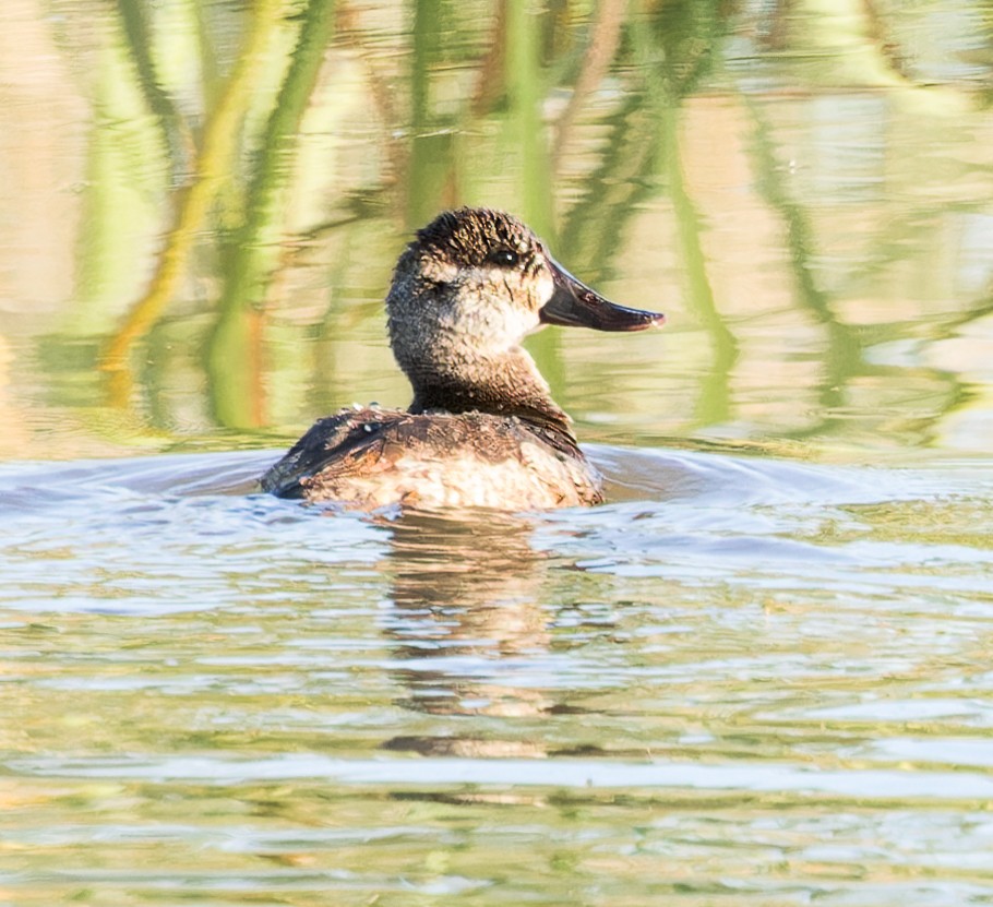 Ruddy Duck - Karla Salyer