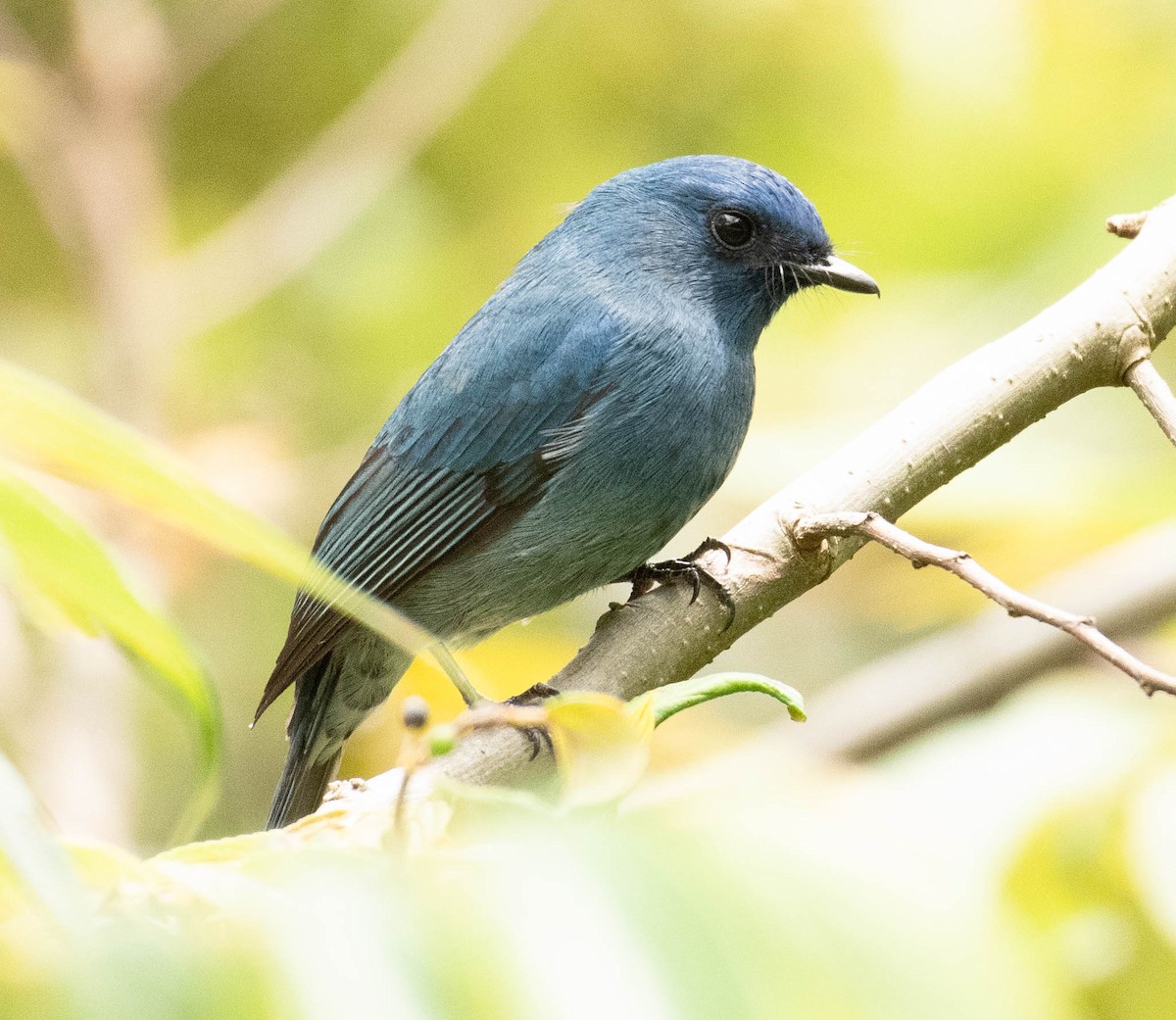 Nilgiri Flycatcher - Mohammed Hirash