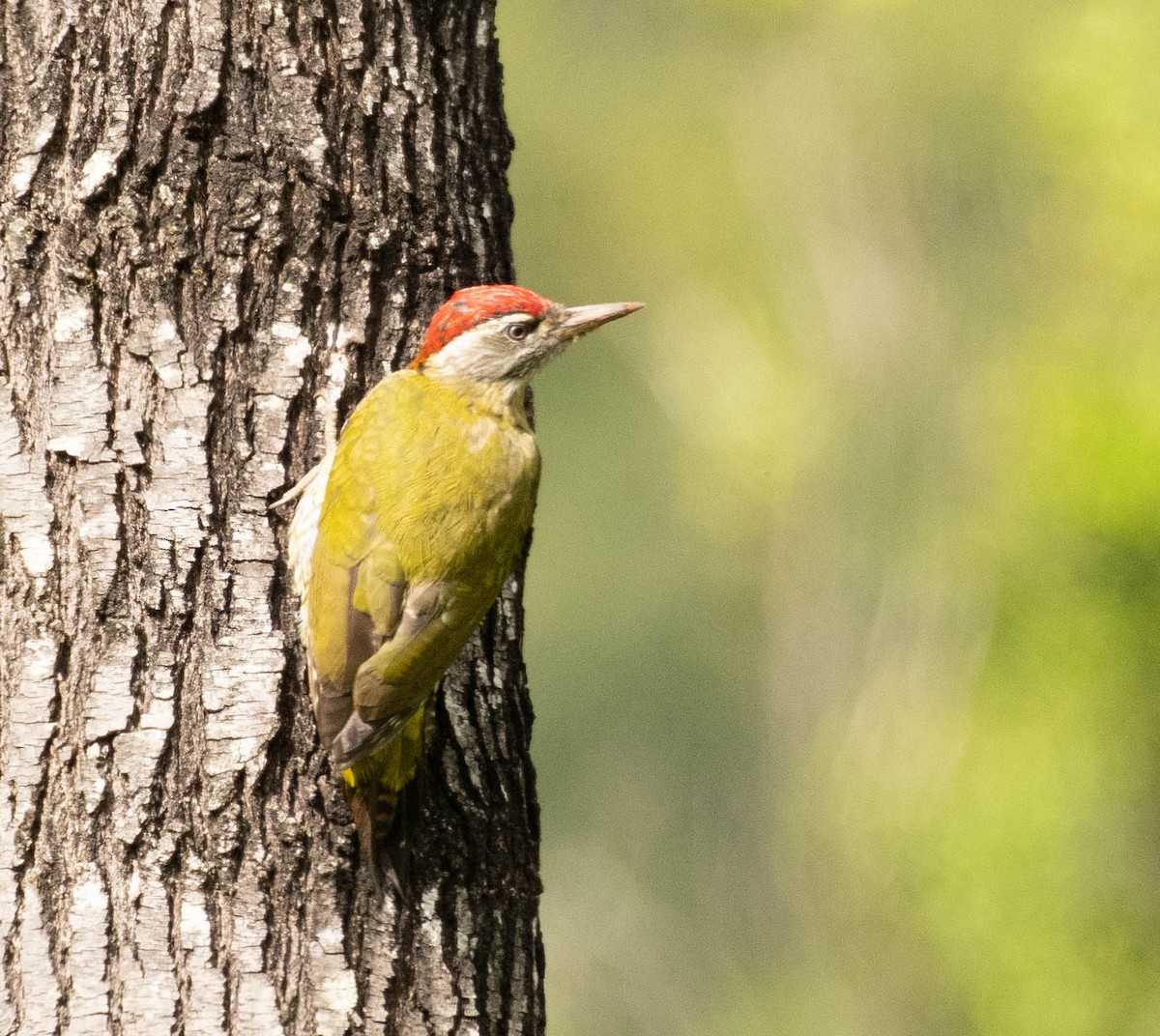 Streak-throated Woodpecker - Mohammed Hirash