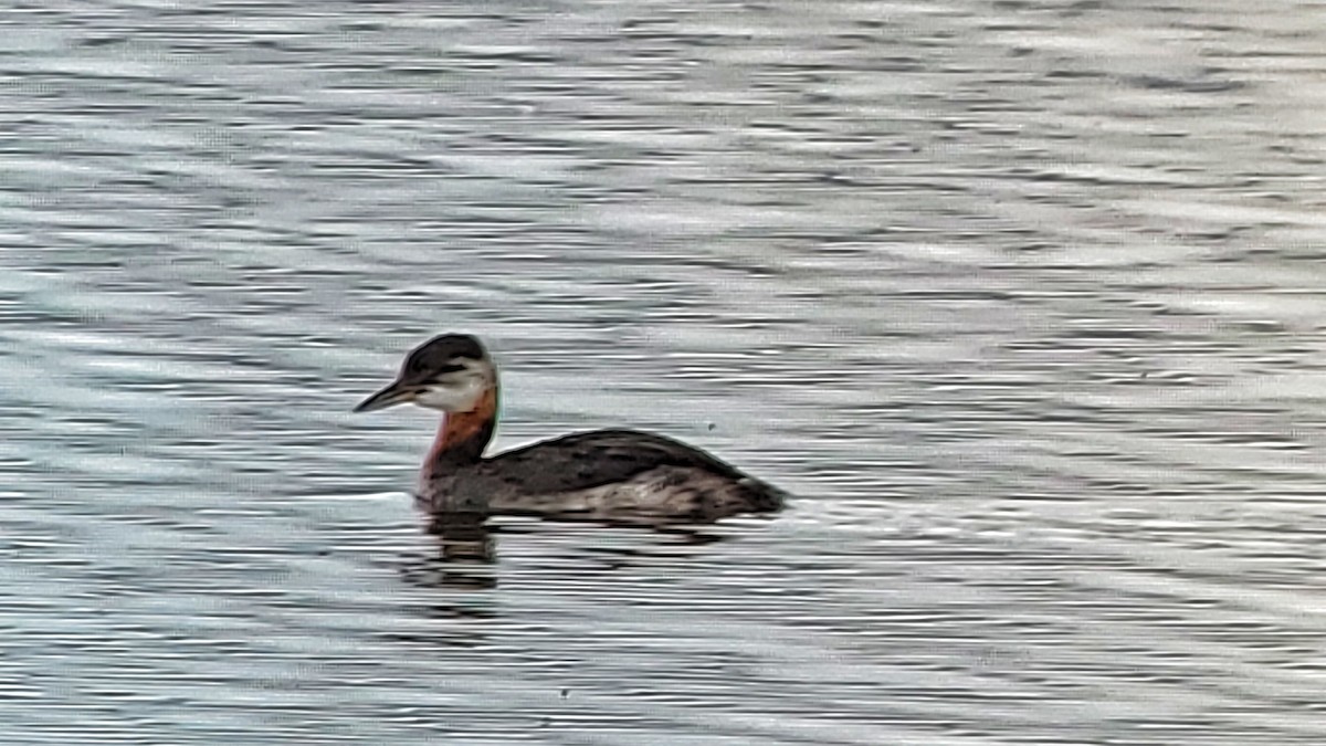 Red-necked Grebe - ML609290617