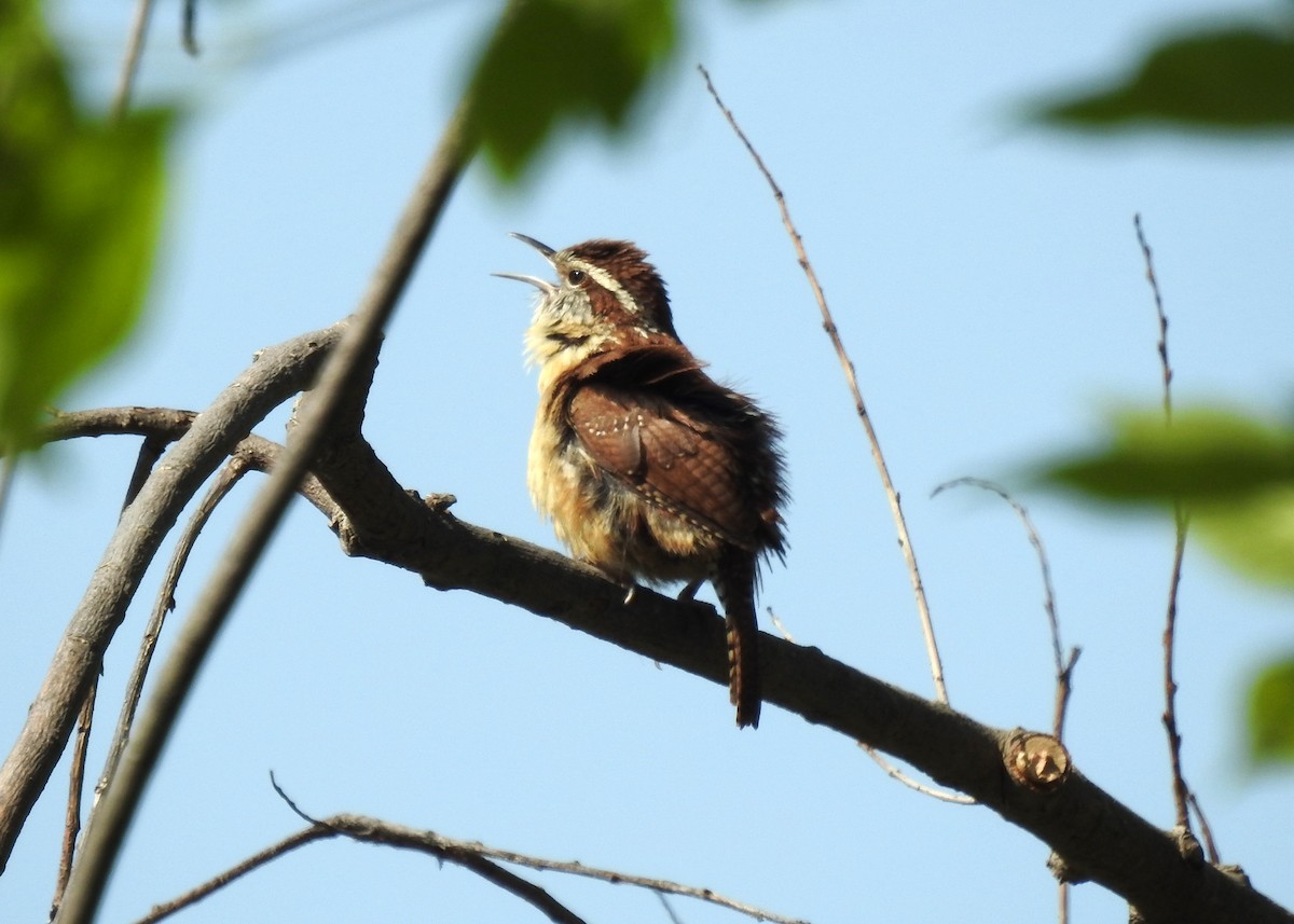 Carolina Wren - ML609290691