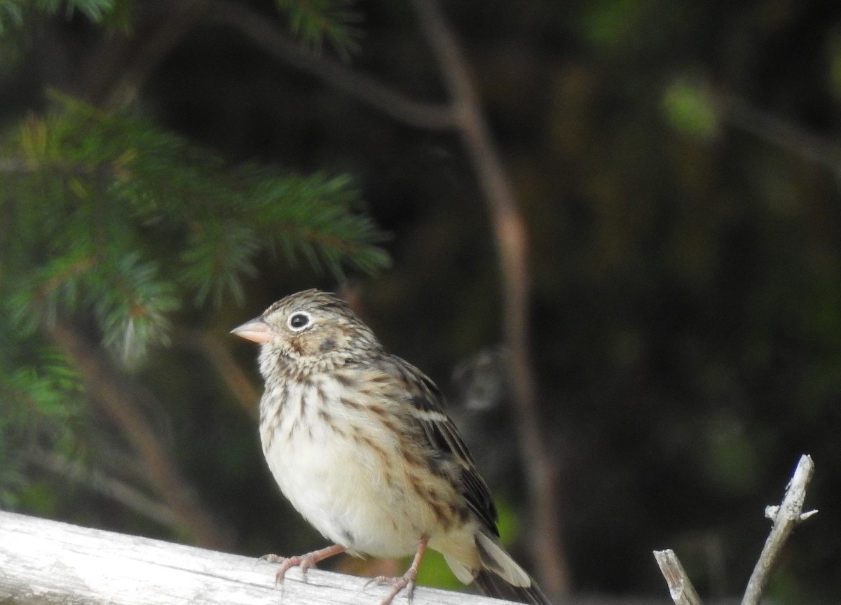 Vesper Sparrow - ML609290842