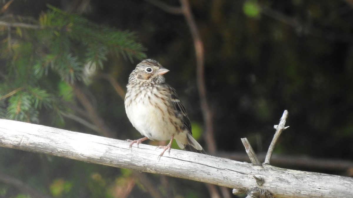 Vesper Sparrow - Rob Speirs