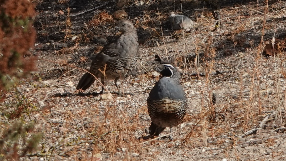 California Quail - Jana Lagan