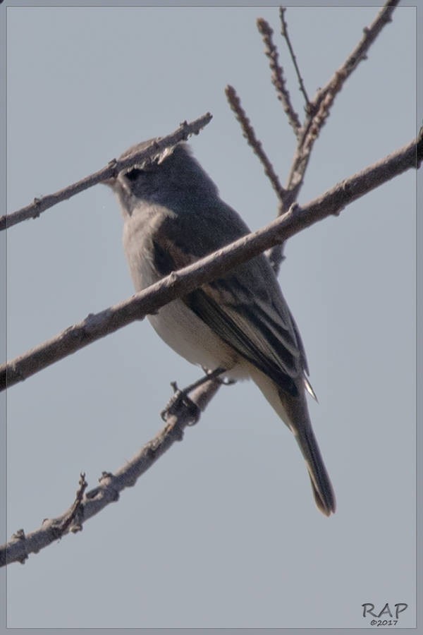 Southern Beardless-Tyrannulet - ML60929091