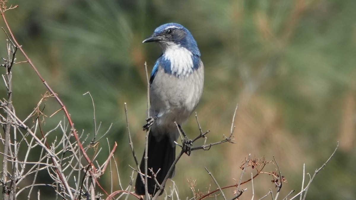 California Scrub-Jay - Jana Lagan