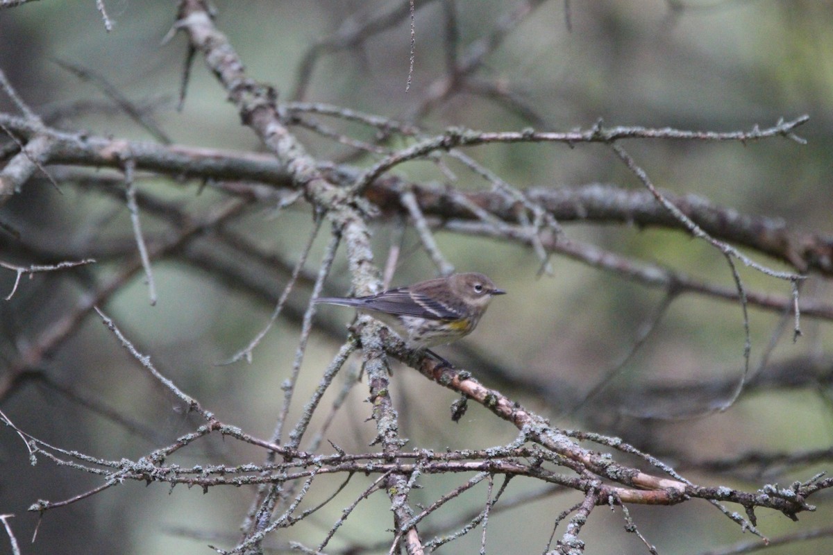 Yellow-rumped Warbler - ML609290932