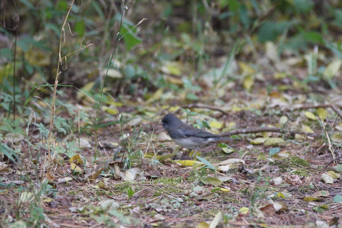 Dark-eyed Junco - ML609290955