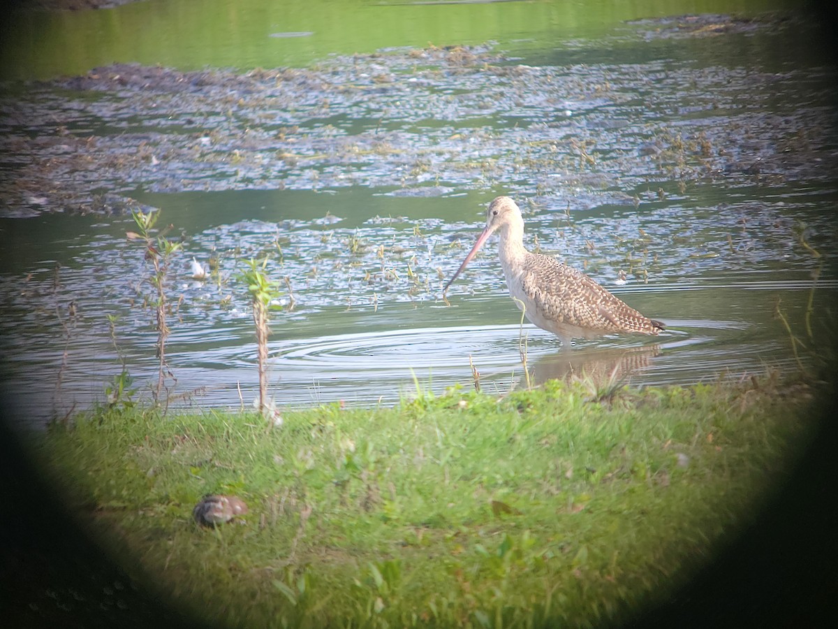 Marbled Godwit - ML609291054