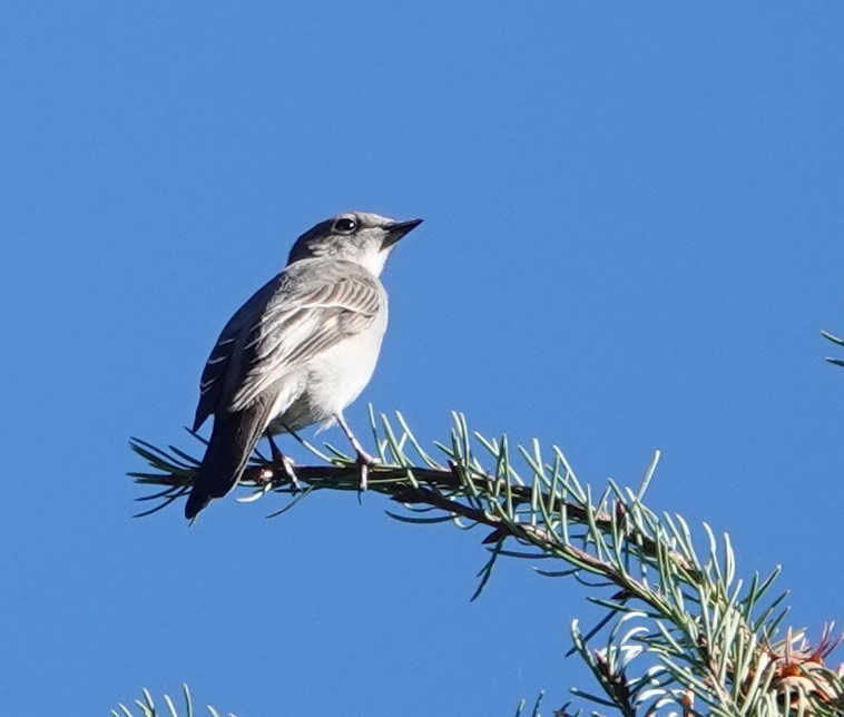 Townsend's Solitaire - ML609291099