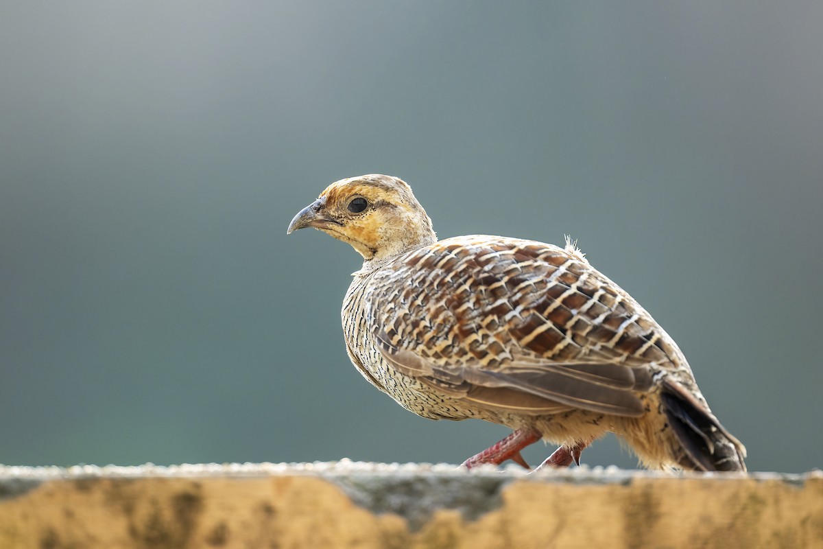 Gray Francolin - Parthasarathi Chakrabarti