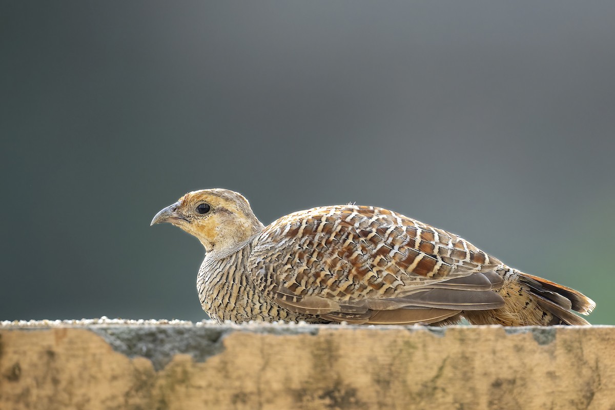 Gray Francolin - ML609291196