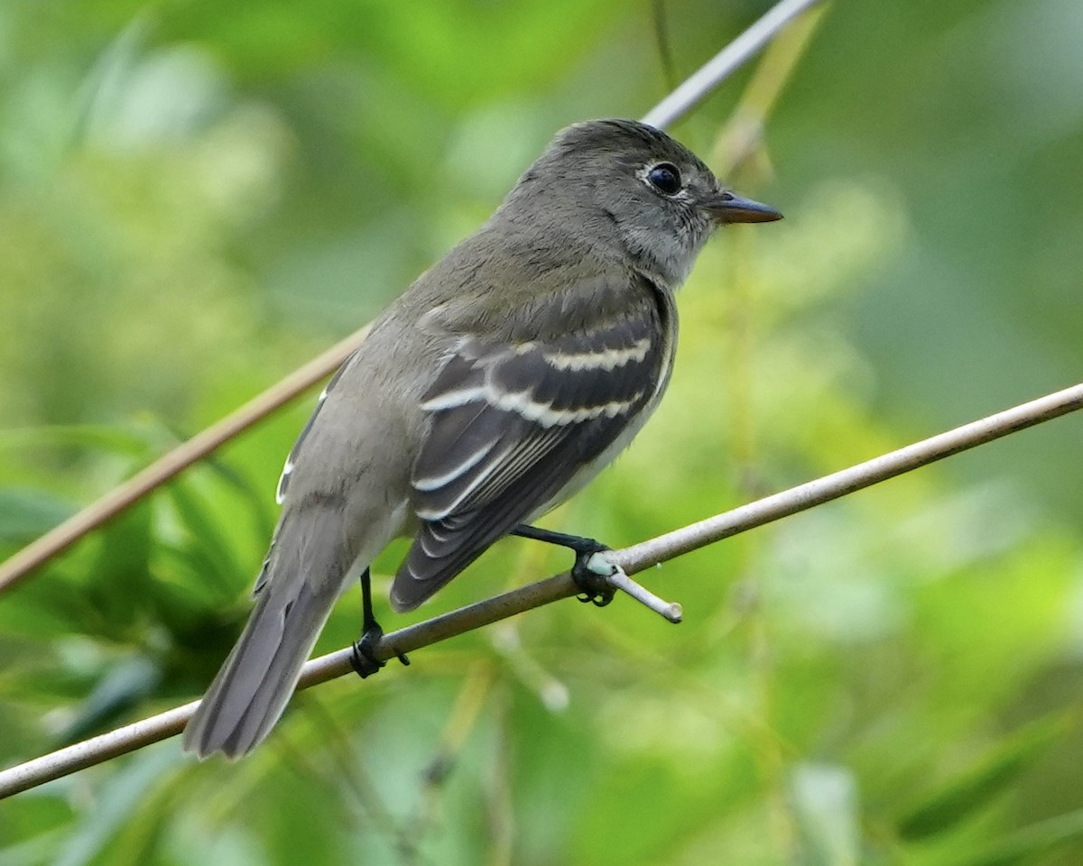 Alder Flycatcher - Gloria Markiewicz