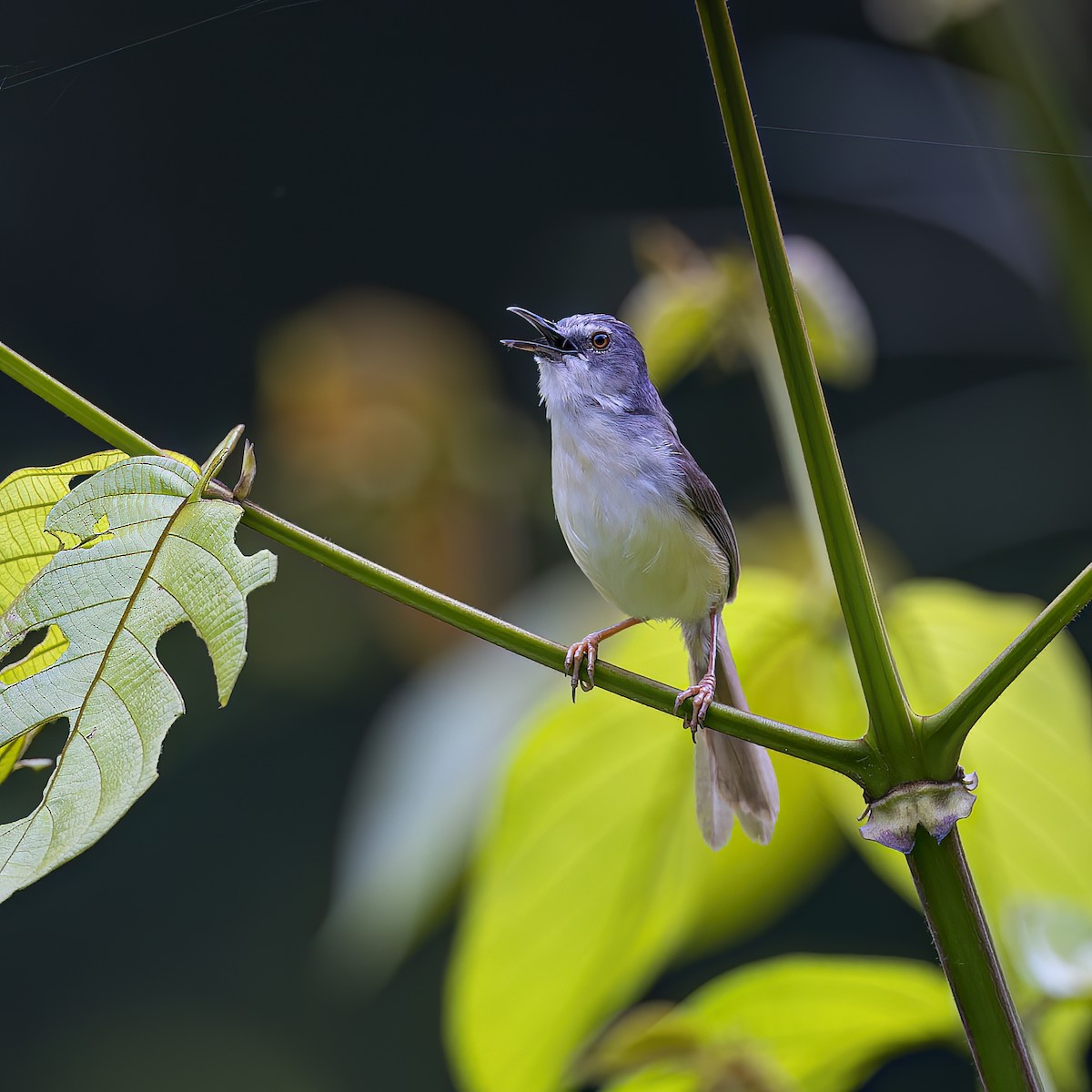 Yellow-bellied Prinia - ML609291291