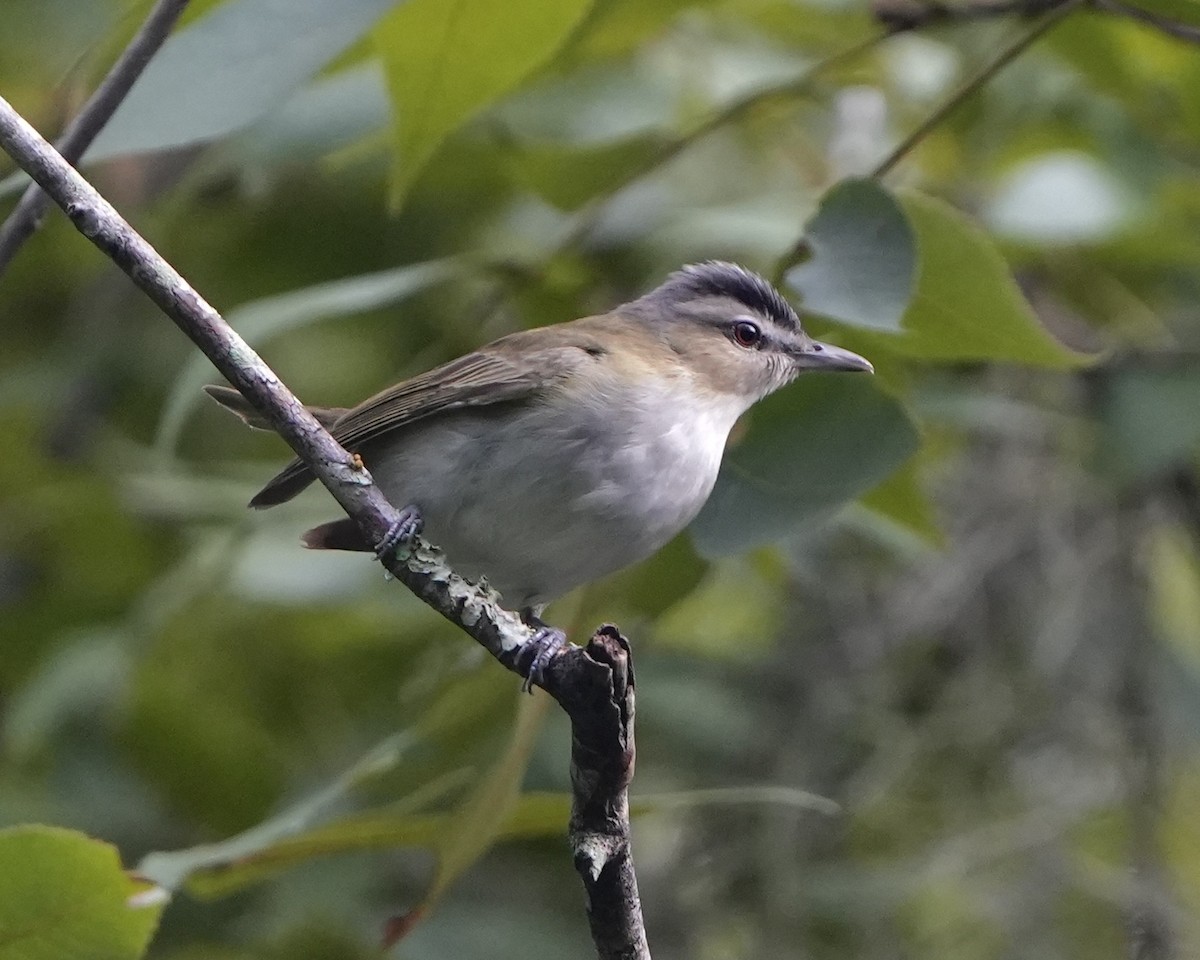 Kızıl Gözlü Vireo - ML609291412