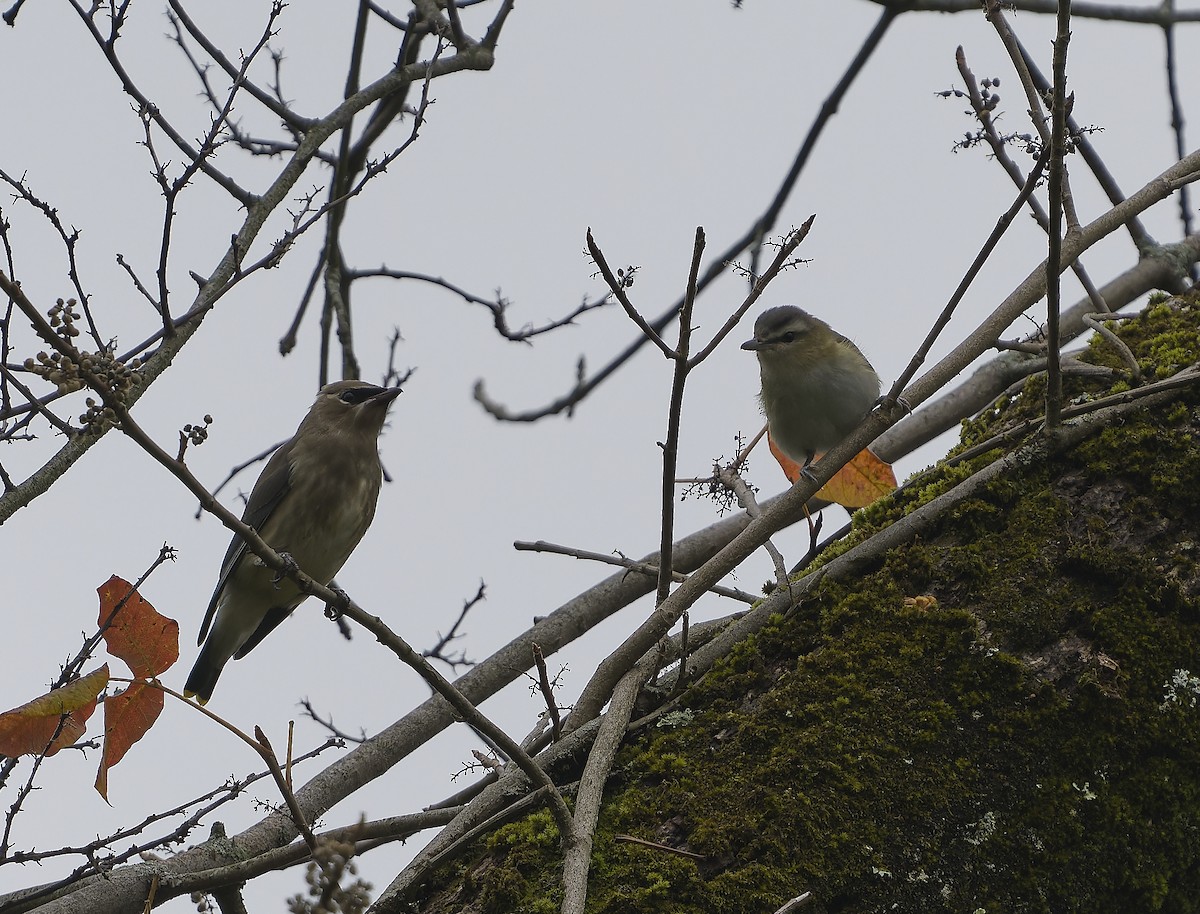 Red-eyed Vireo - ML609291448