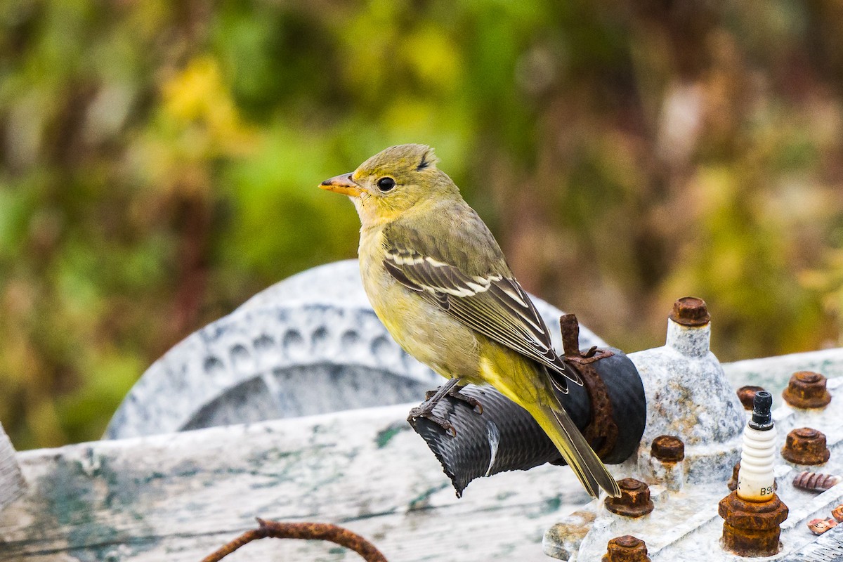 Western Tanager - ML609291463