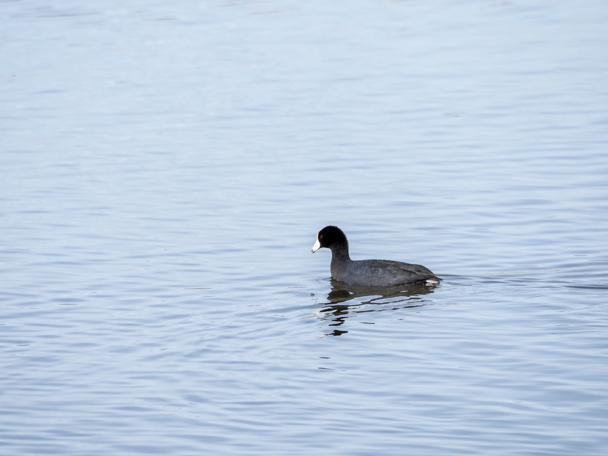 American Coot - ML609291561