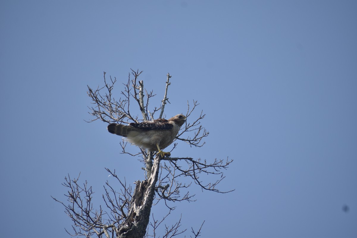 Red-shouldered Hawk - ML609291598