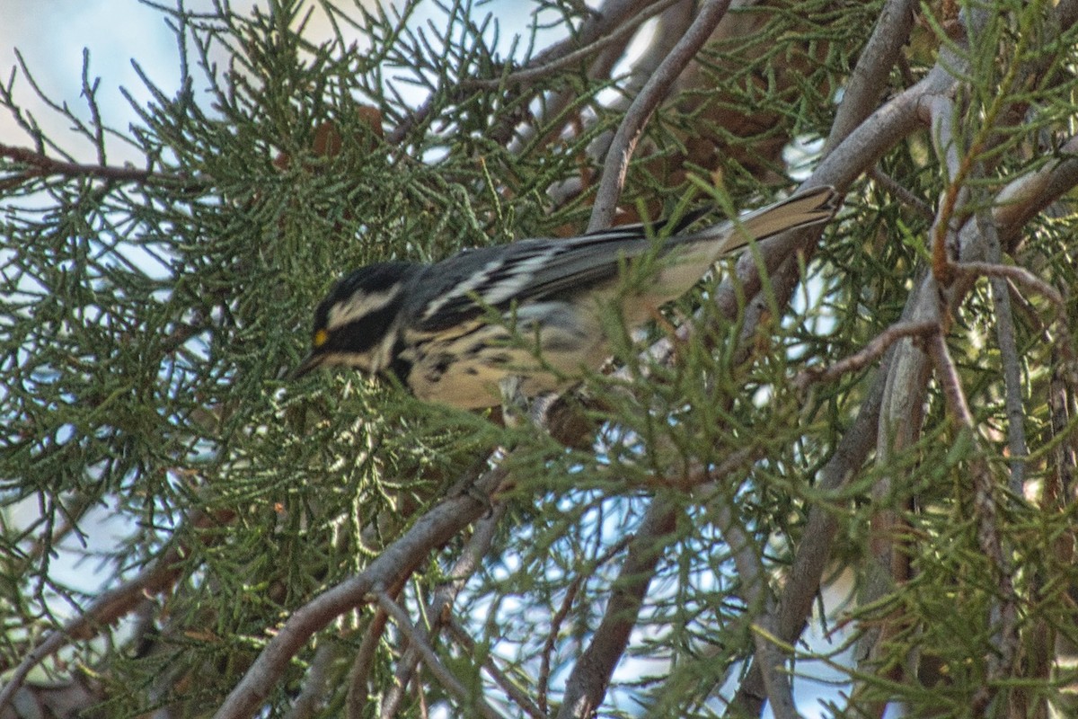 Black-throated Gray Warbler - ML609291615