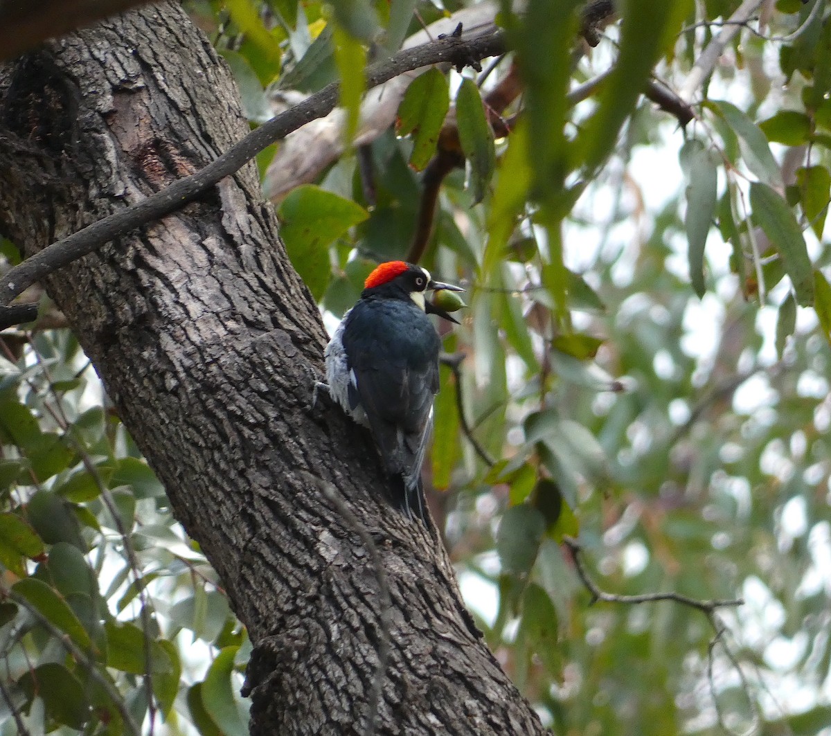 Acorn Woodpecker - ML609291745