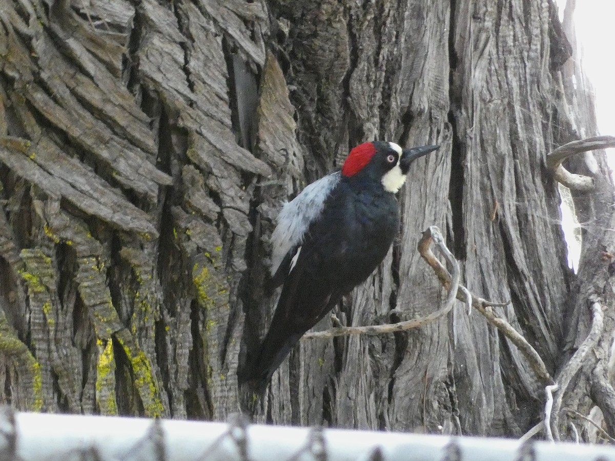 Acorn Woodpecker - ML609291748