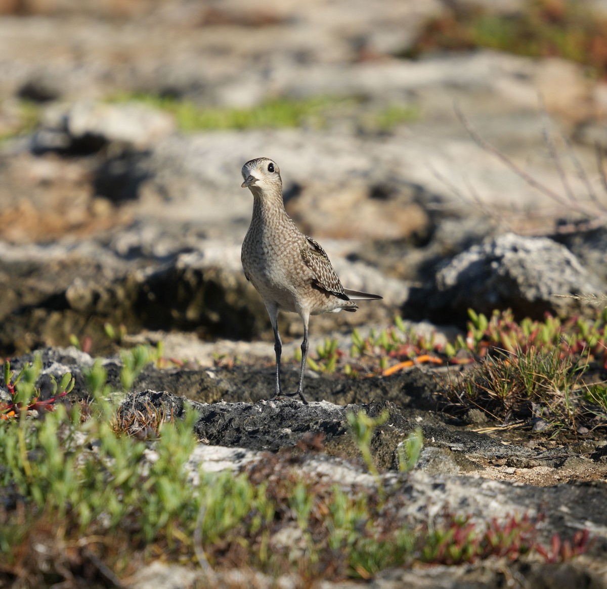 American Golden-Plover - ML609291768