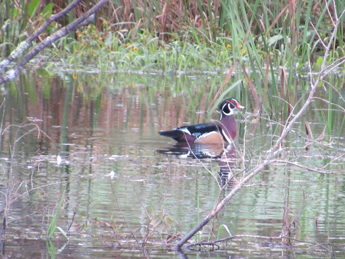 Wood Duck - ML609291808