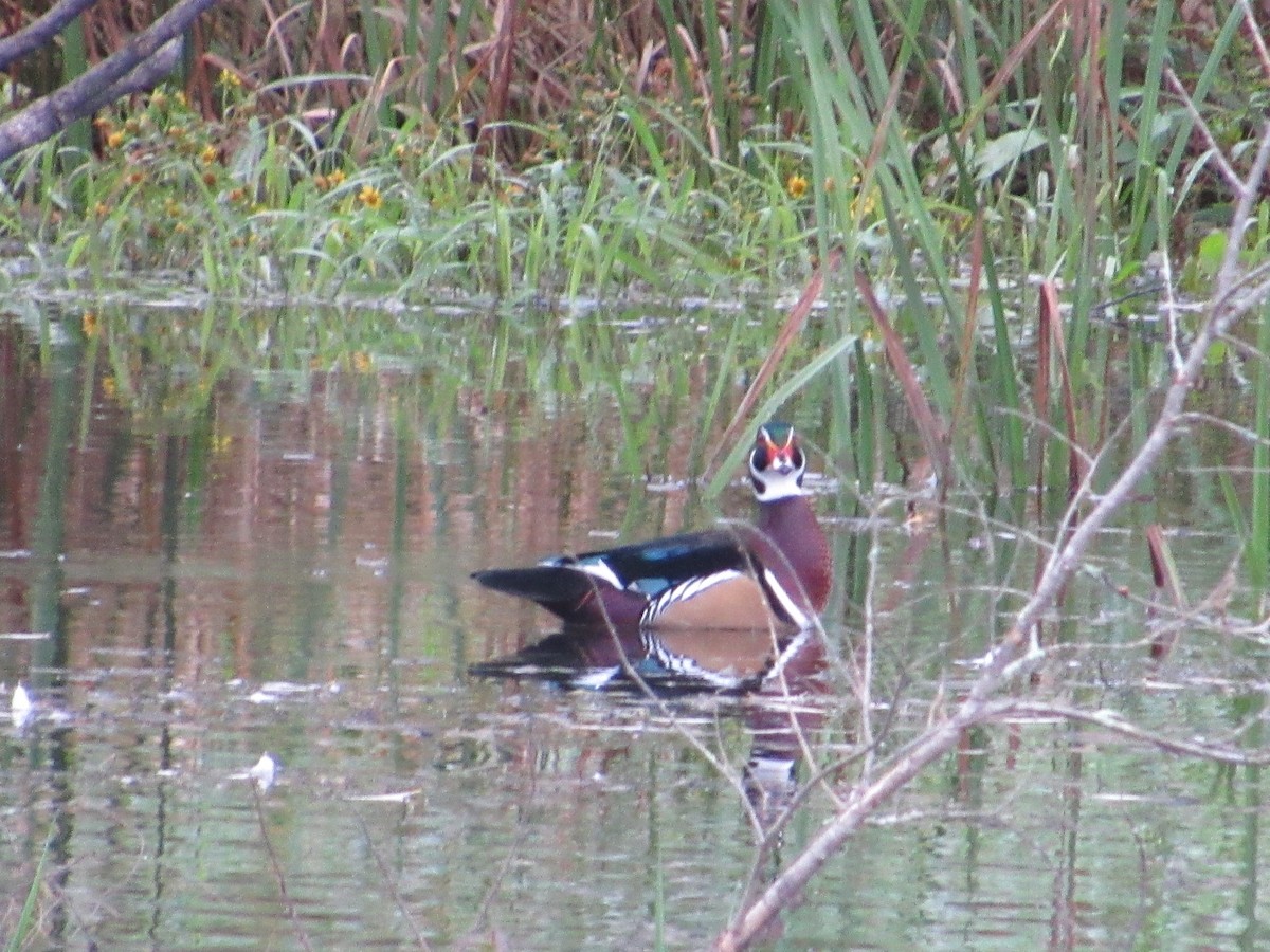 Wood Duck - ML609291814