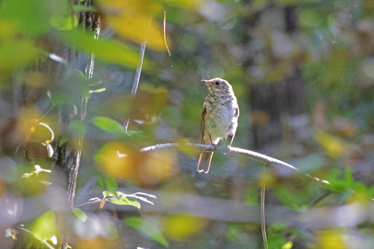 Hermit Thrush - ML609291846