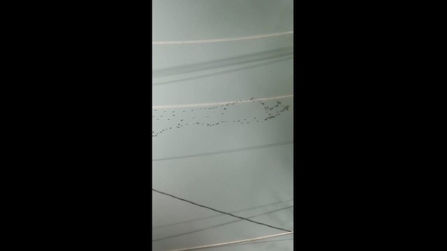Пелікан рогодзьобий - ML609292049
