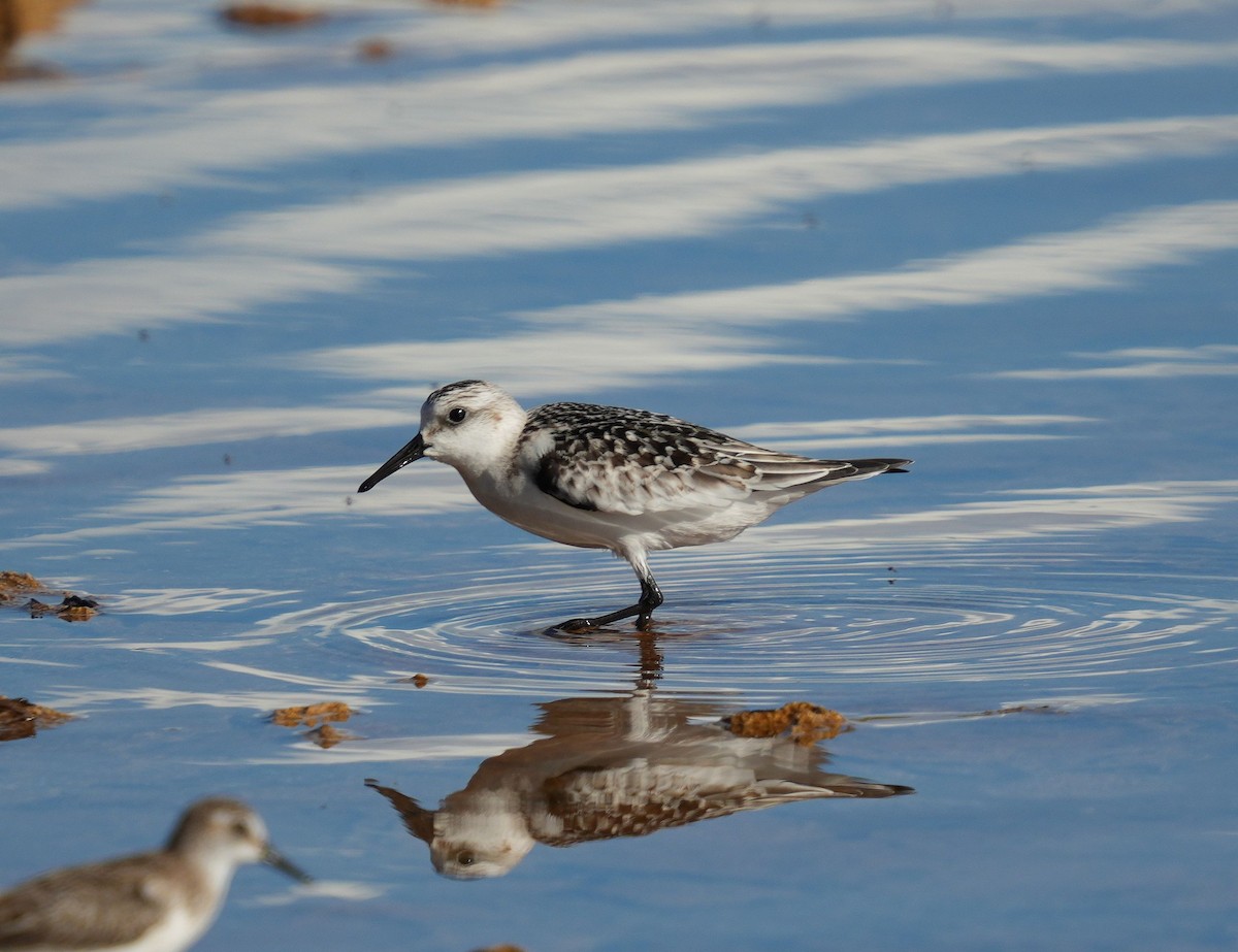 Sanderling - ML609292065