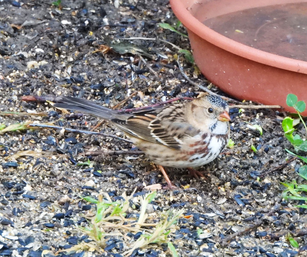 Harris's Sparrow - ML609292123