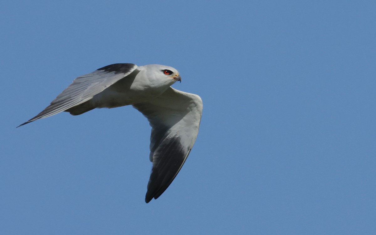 Black-winged Kite - Garret Skead