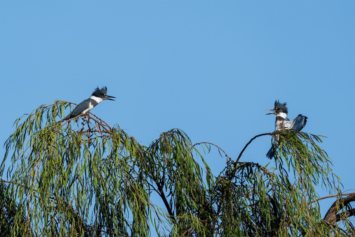 Belted Kingfisher - ML609292181
