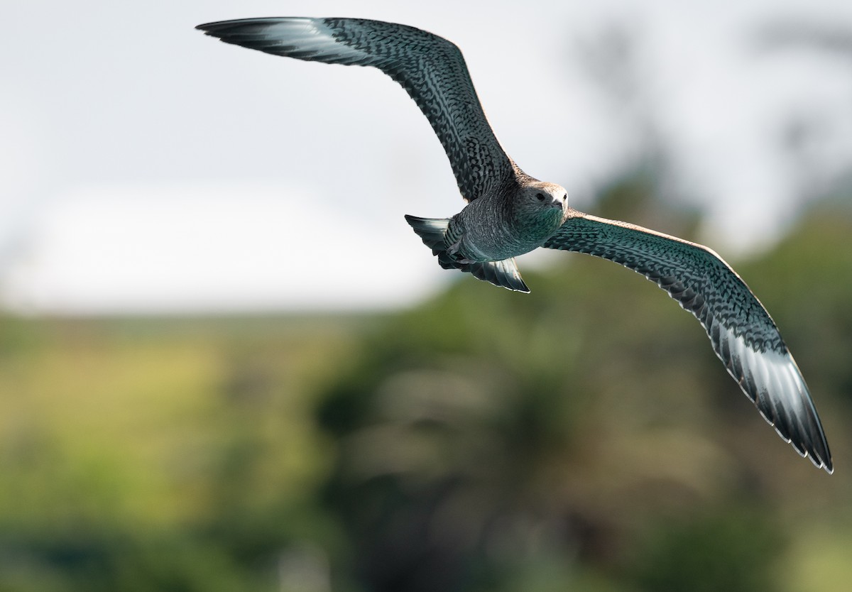 Parasitic Jaeger - ML609292252