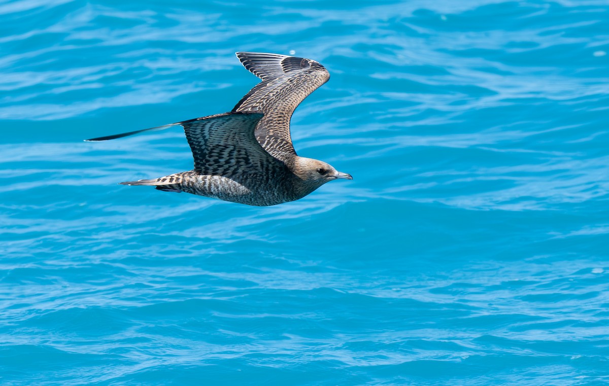 Parasitic Jaeger - ML609292260