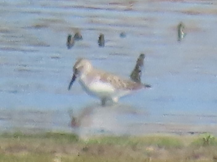 Western Sandpiper - Port of Baltimore