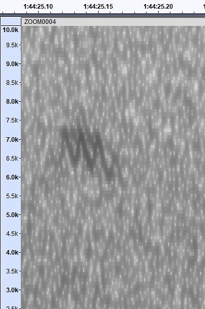 new world warbler sp. - ML609292276