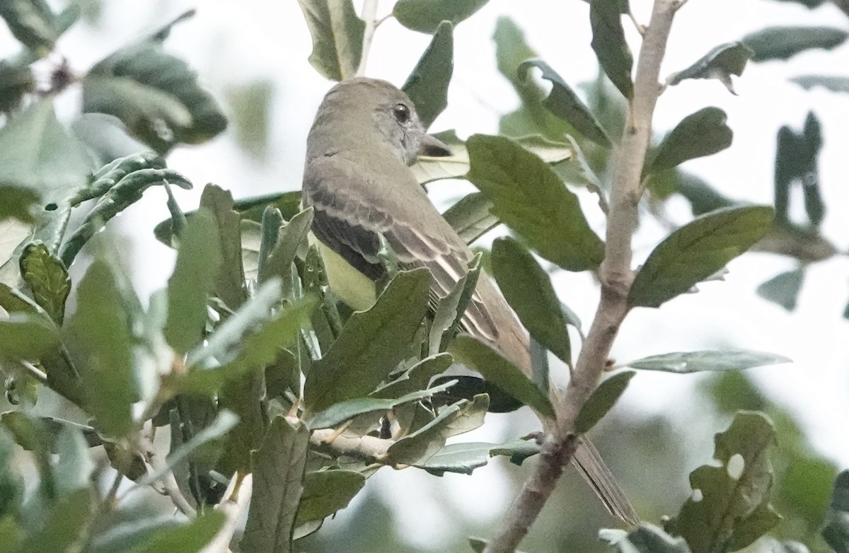 Great Crested Flycatcher - ML609292277