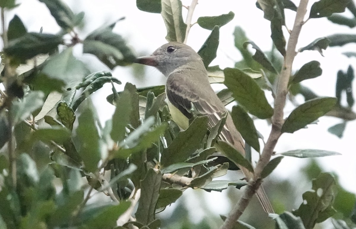 Great Crested Flycatcher - ML609292278