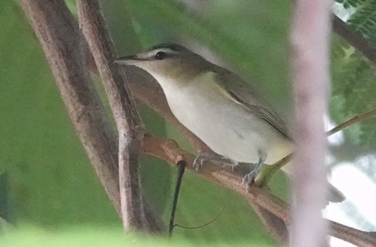 Red-eyed Vireo - ML609292290