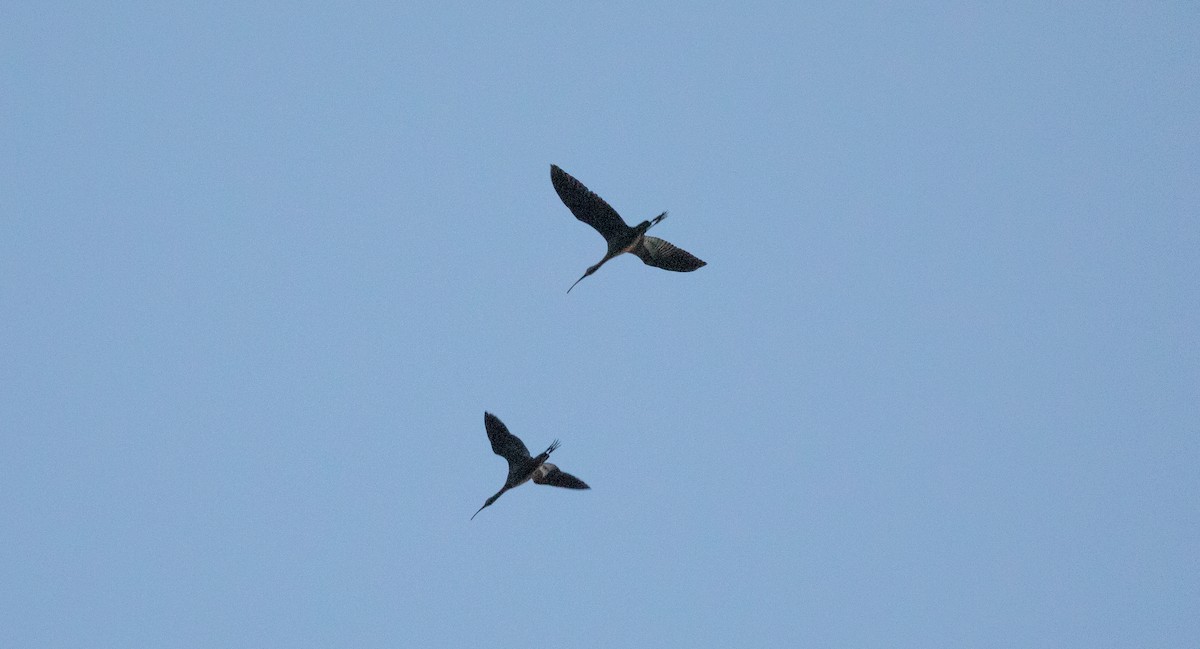 White-faced Ibis - ML609292419