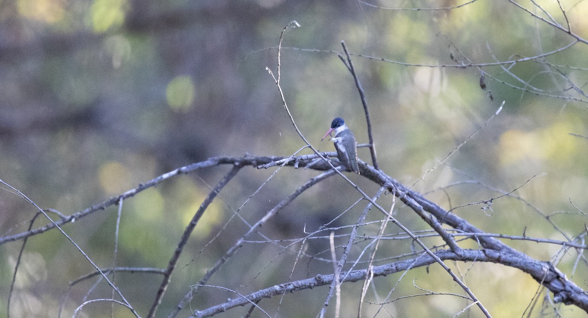 Violet-crowned Hummingbird - ML609292448