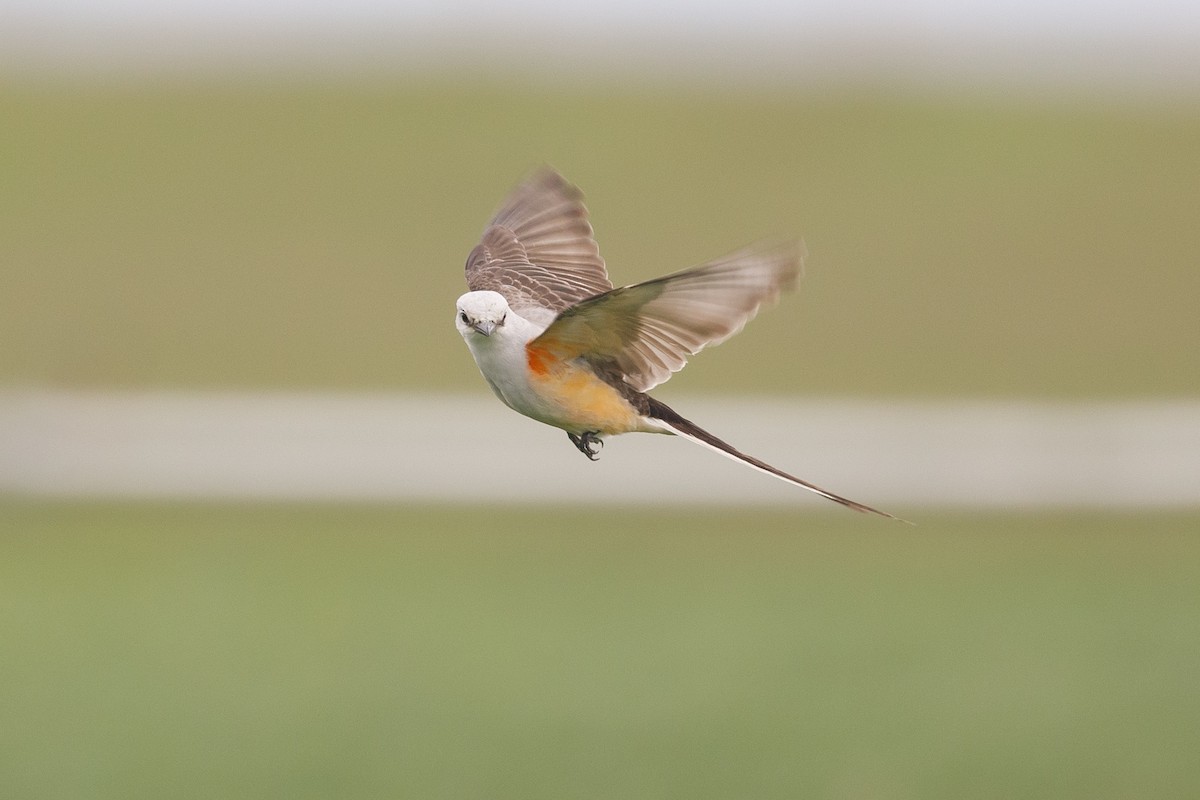 Scissor-tailed Flycatcher - ML60929251